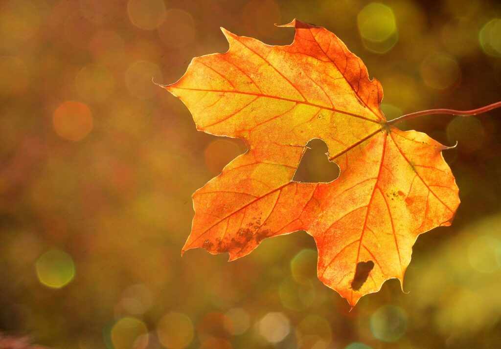 heart, leaf, autumn